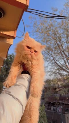 Persian Cat Extreme punch