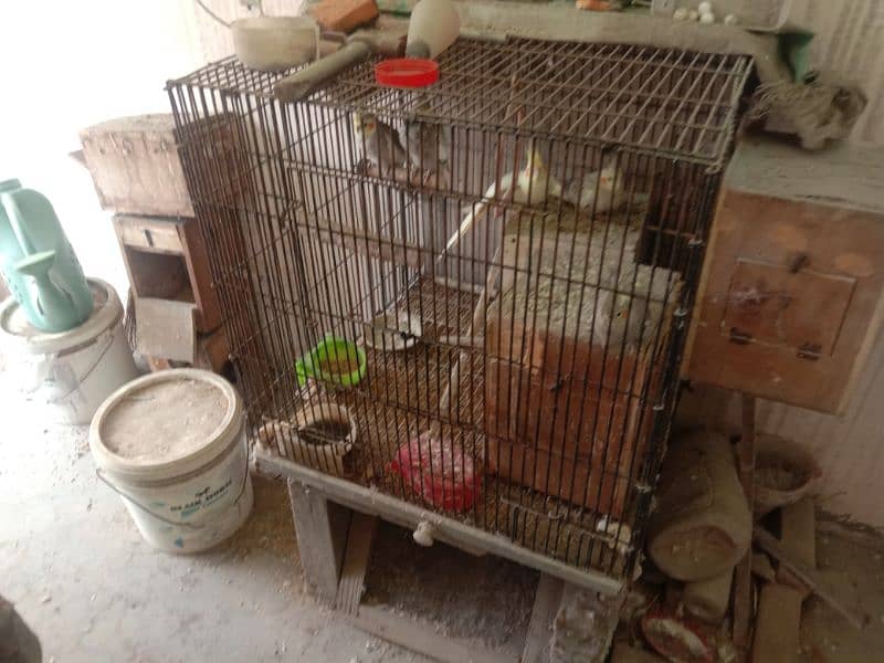 cages available in used good condition 3