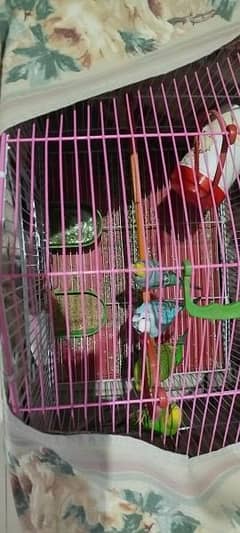 parrot for sale