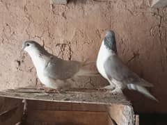 Lahori Sherazi Silver color Breeder pair