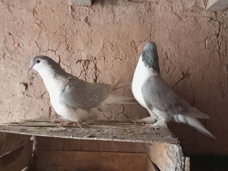 Lahori Sherazi Silver color Breeder pair 0