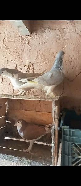 Lahori Sherazi Silver color Breeder pair 1