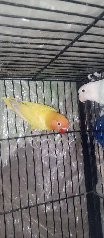 Blue pastel Female x Latino Red eyes Male 3