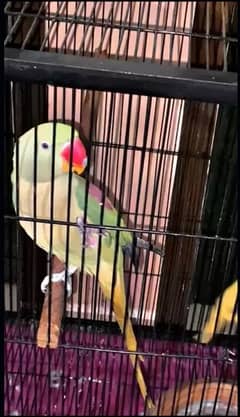 Alexandrine Raw Parrot Female 21 month age