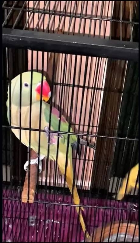 Alexandrine Raw Parrot Female 21 month age 0