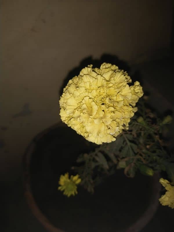 Yellow Marigold 1