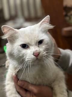 Persian cat with blue eyes