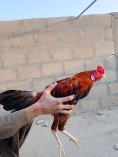 One female Black Buff One Pair Aseel One Hen With Chick One blackAseel