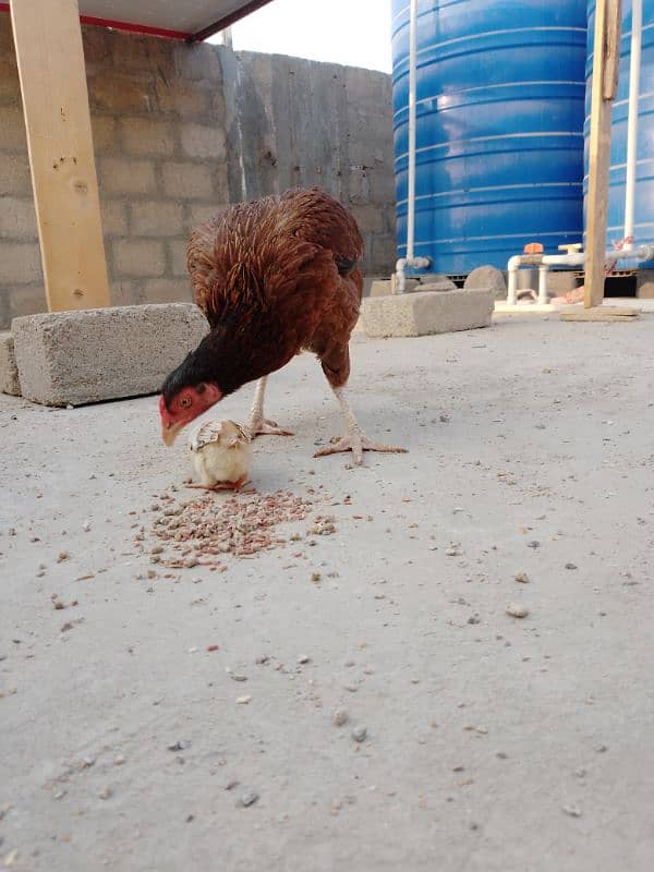 One female Black Buff One Pair Aseel One Hen With Chick One blackAseel 1