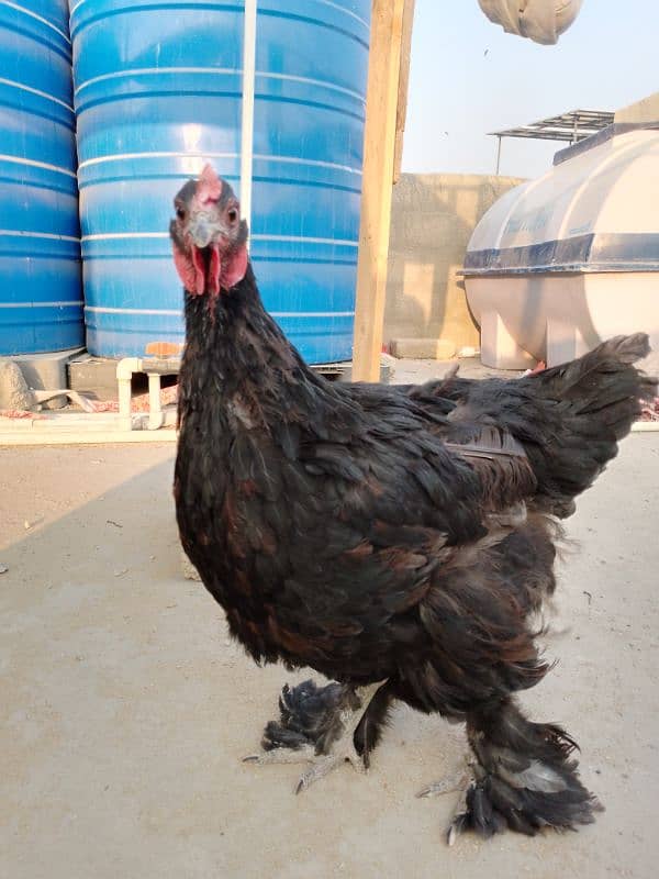 One female Black Buff One Pair Aseel One Hen With Chick One blackAseel 2