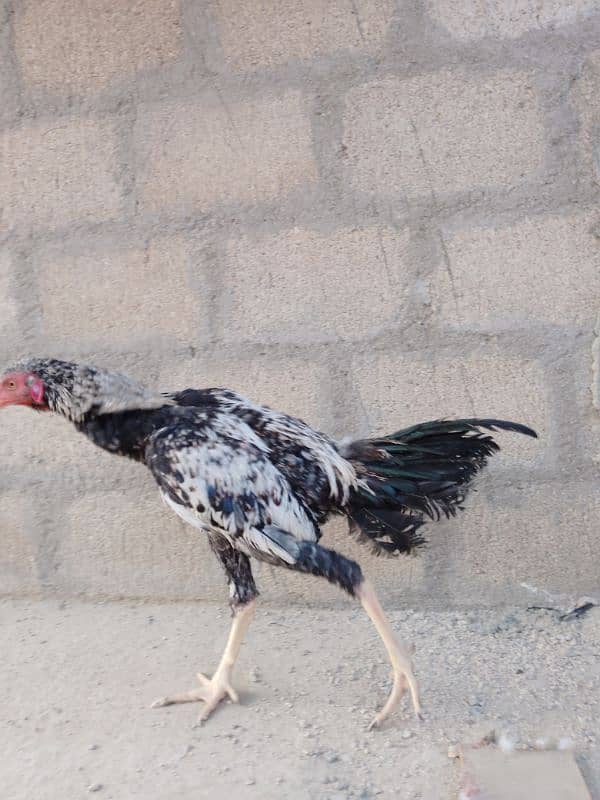 One female Black Buff One Pair Aseel One Hen With Chick One blackAseel 3