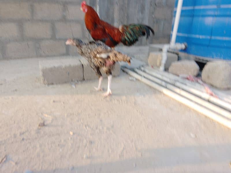 One female Black Buff One Pair Aseel One Hen With Chick One blackAseel 4