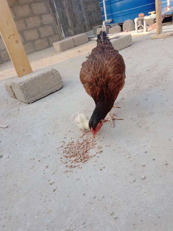 One female Black Buff One Pair Aseel One Hen With Chick One blackAseel 5