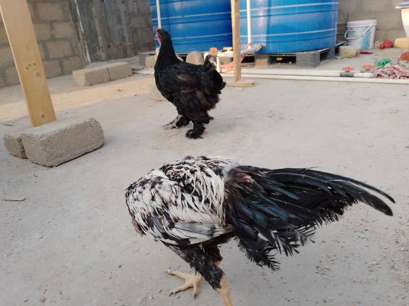 One female Black Buff One Pair Aseel One Hen With Chick One blackAseel 6