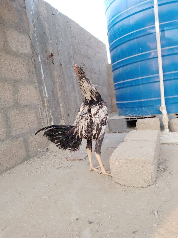 One female Black Buff One Pair Aseel One Hen With Chick One blackAseel 7