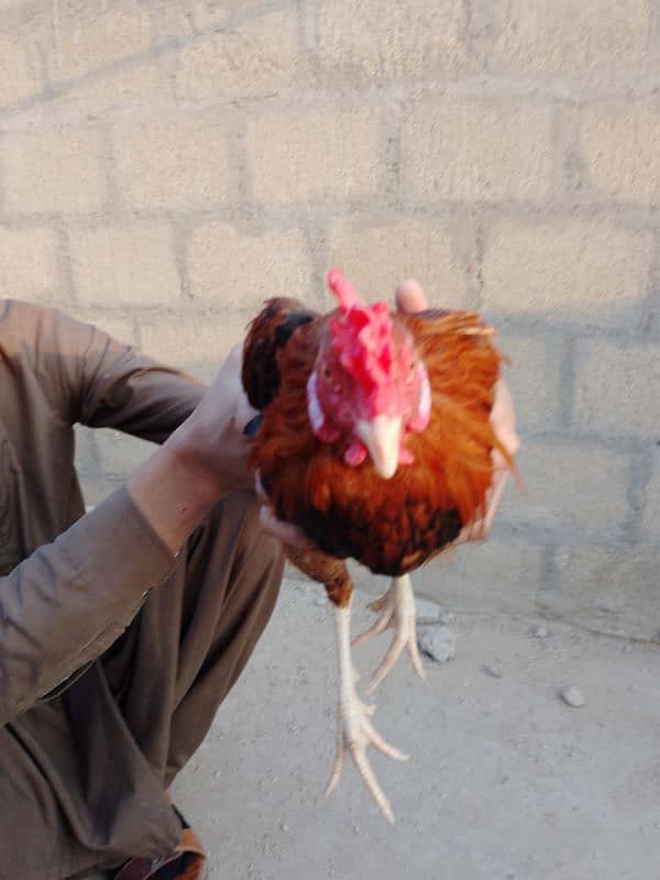 One female Black Buff One Pair Aseel One Hen With Chick One blackAseel 8