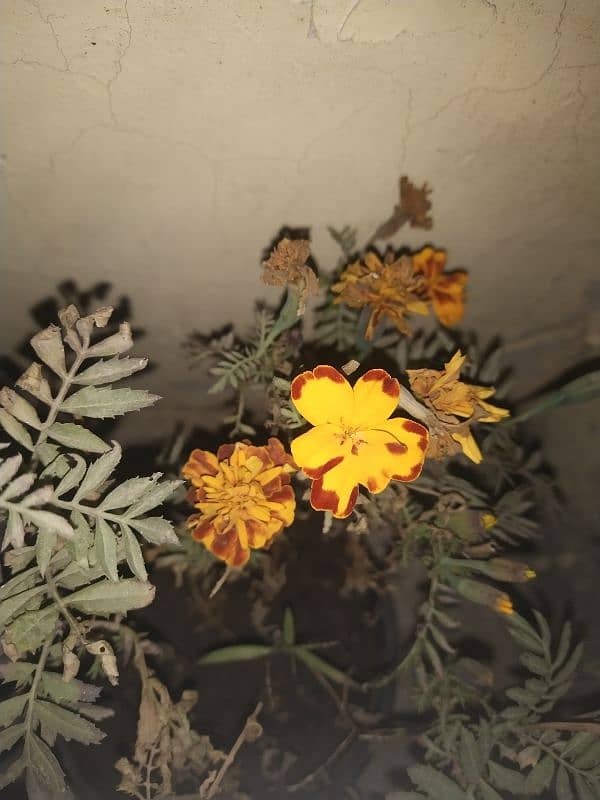 Colourful french marigold 0