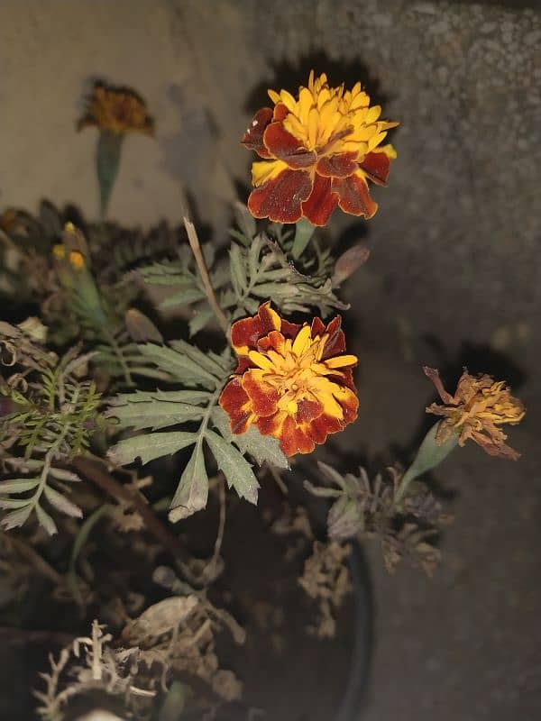 Colourful french marigold 1