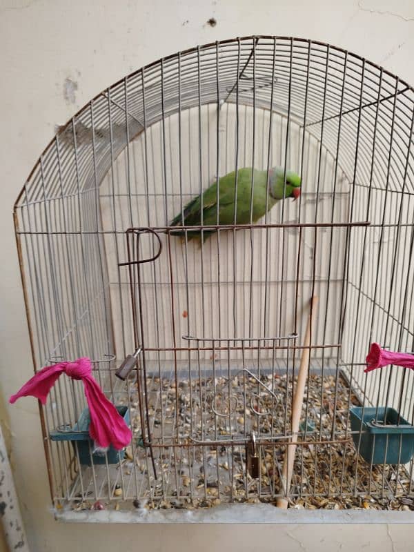 ringneck parrot 0