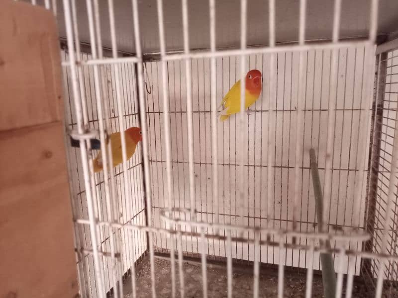 love birds for sale 1