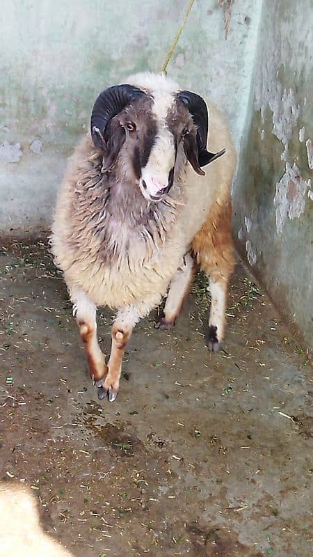 Beautiful Ram sheep 0