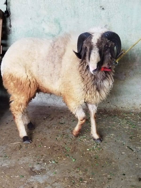 Beautiful Ram sheep 1