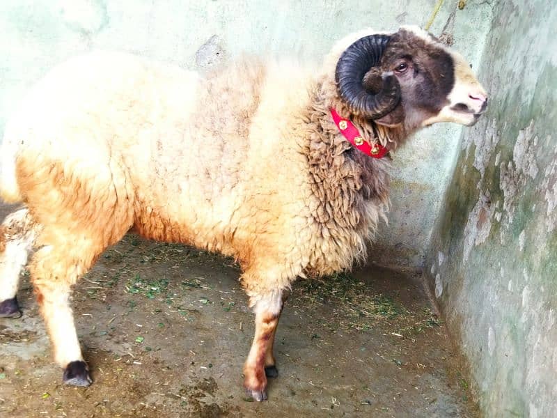 Beautiful Ram sheep 3