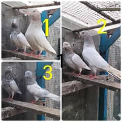 Pigeons lakha/ sleta pair