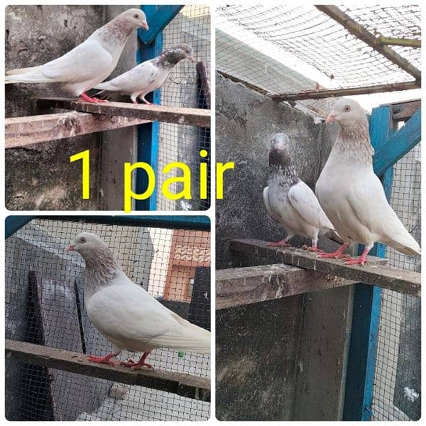 Pigeons lakha/ sleta pair 1