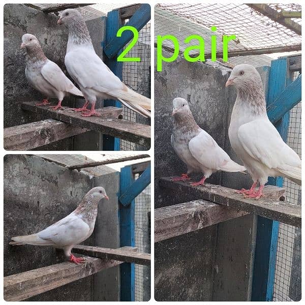 Pigeons lakha/ sleta pair 2