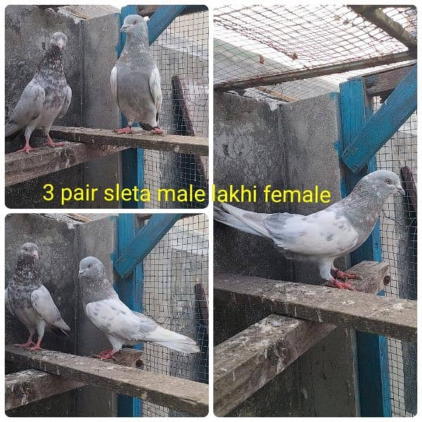 Pigeons lakha/ sleta pair 3