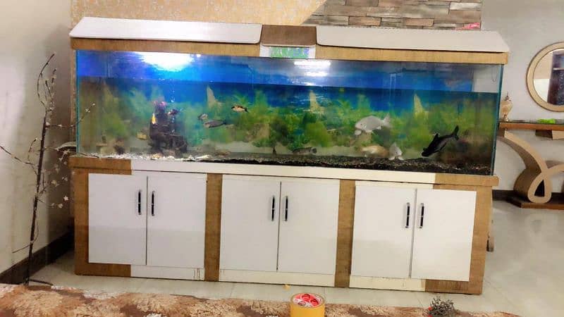 fish aquarium 1