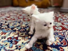 pure Persian kitten for sell contact on WhatsApp