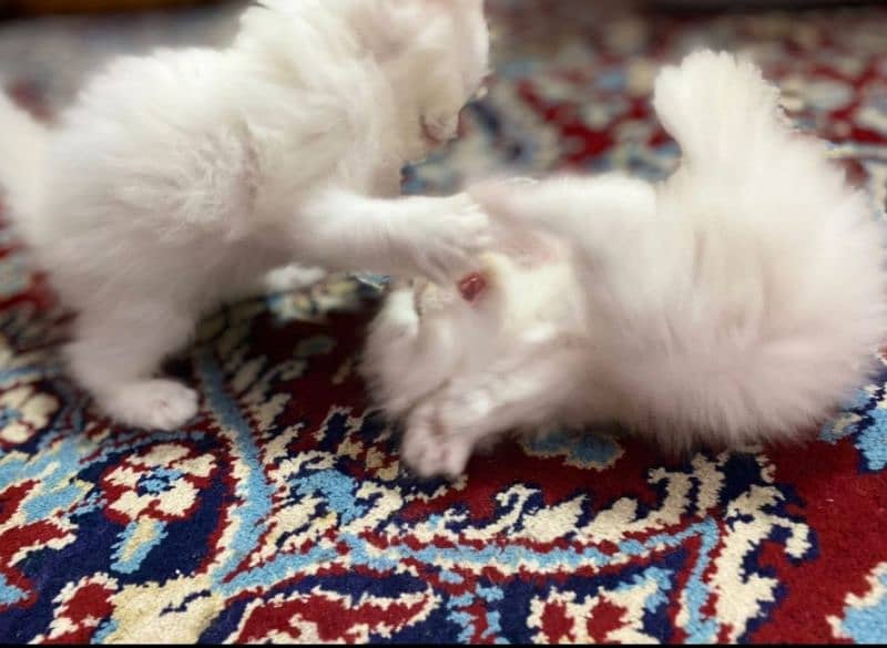 pure Persian kitten for sell contact on WhatsApp 1