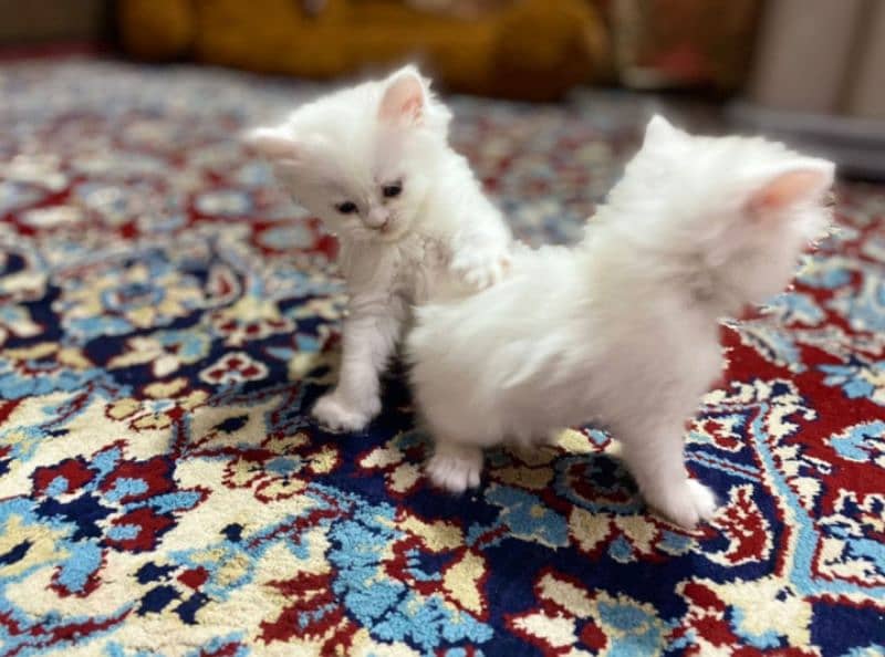 pure Persian kitten for sell contact on WhatsApp 2