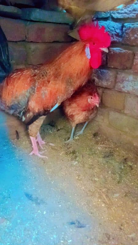 Desi hen pair 1