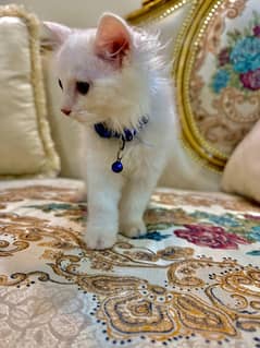 PERSIAN KITTEN WHITE