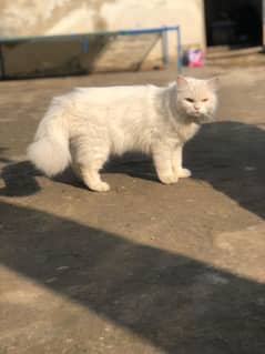 Persian playing cat