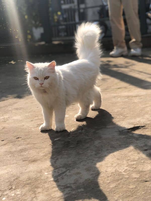 Persian playing cat 1