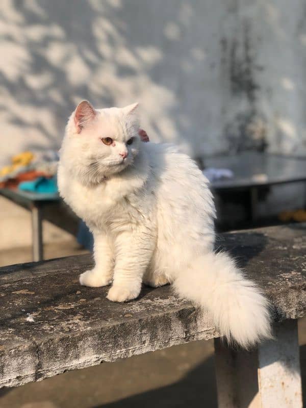 Persian playing cat 2