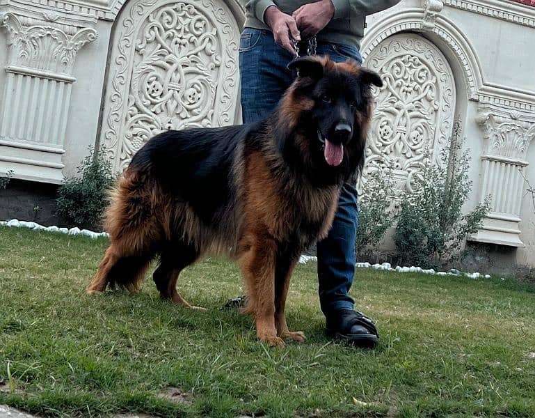 German Shepherd available  for Stud 1