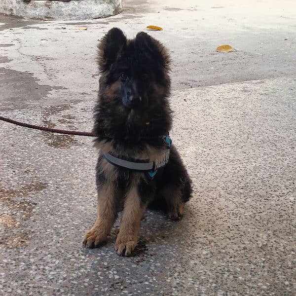 German Shepherd puppy long coat black and tan female for sale 1