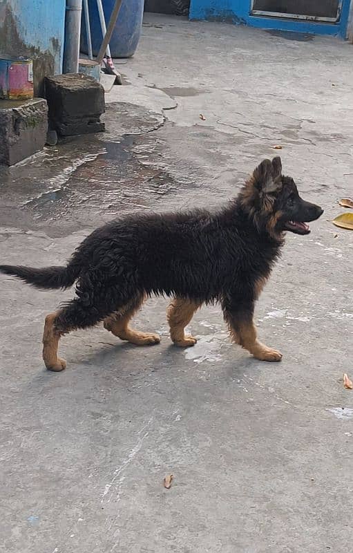 German Shepherd puppy long coat black and tan female for sale 2