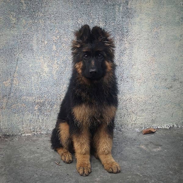 German Shepherd puppy long coat black and tan female for sale 3