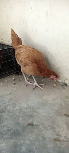 3 Fresh Desi Hens for Sale – Healthy and Home-Raised!