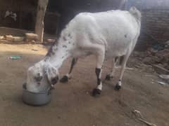 Gote 5 month pregnent for sale