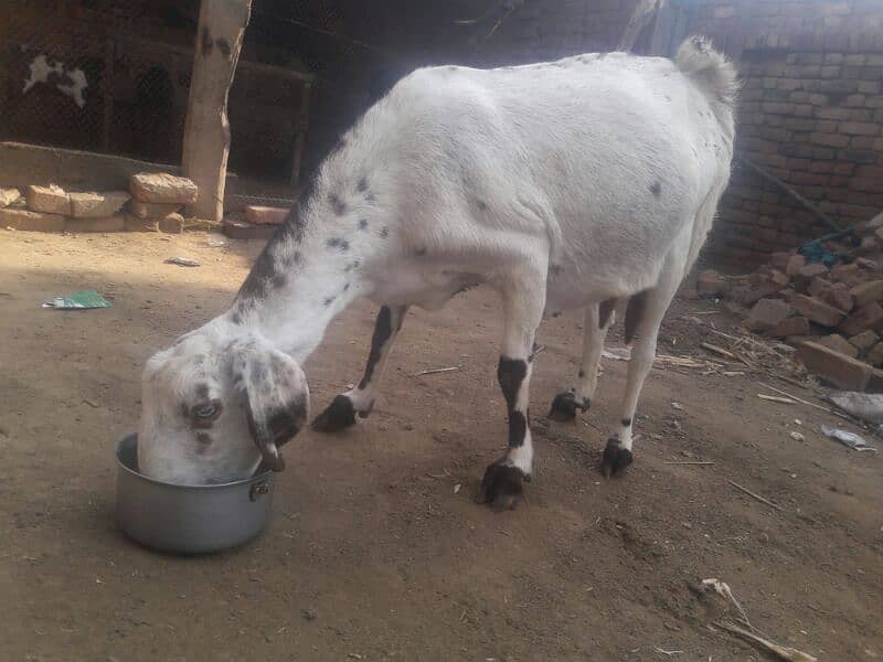 Gote 5 month pregnent for sale 0