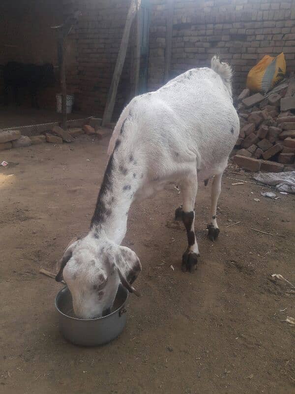 Gote 5 month pregnent for sale 1