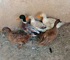 Ducks