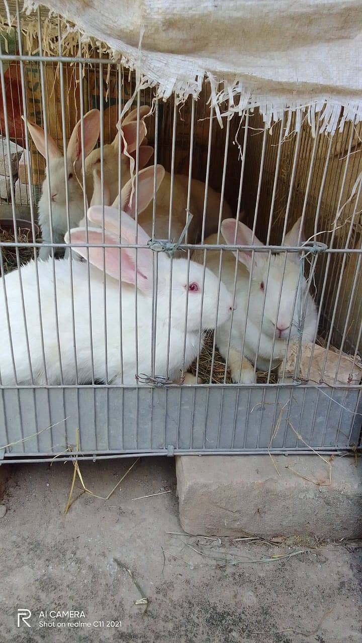 rabits paie male female | 2.5 year age 0